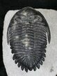 Flying Hollardops Trilobite Specimen - #20319-2
